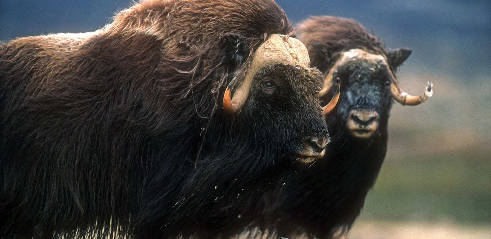The Musk ox - Greenland Travel