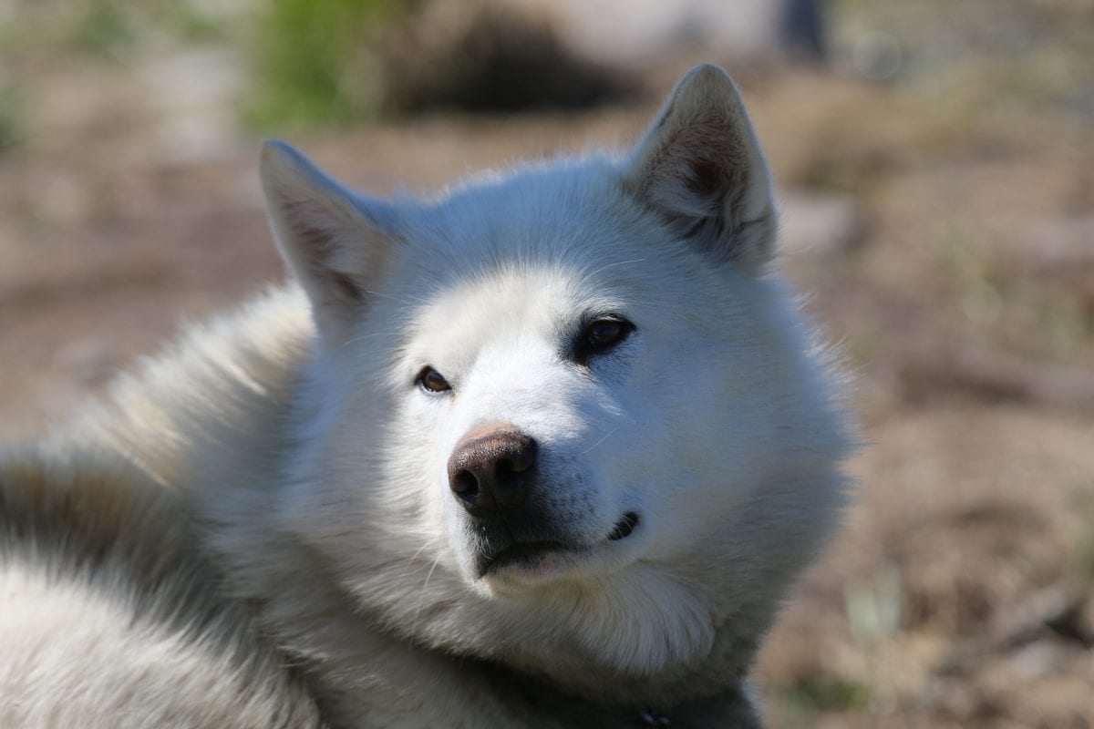 can a alaskan husky live in greenland