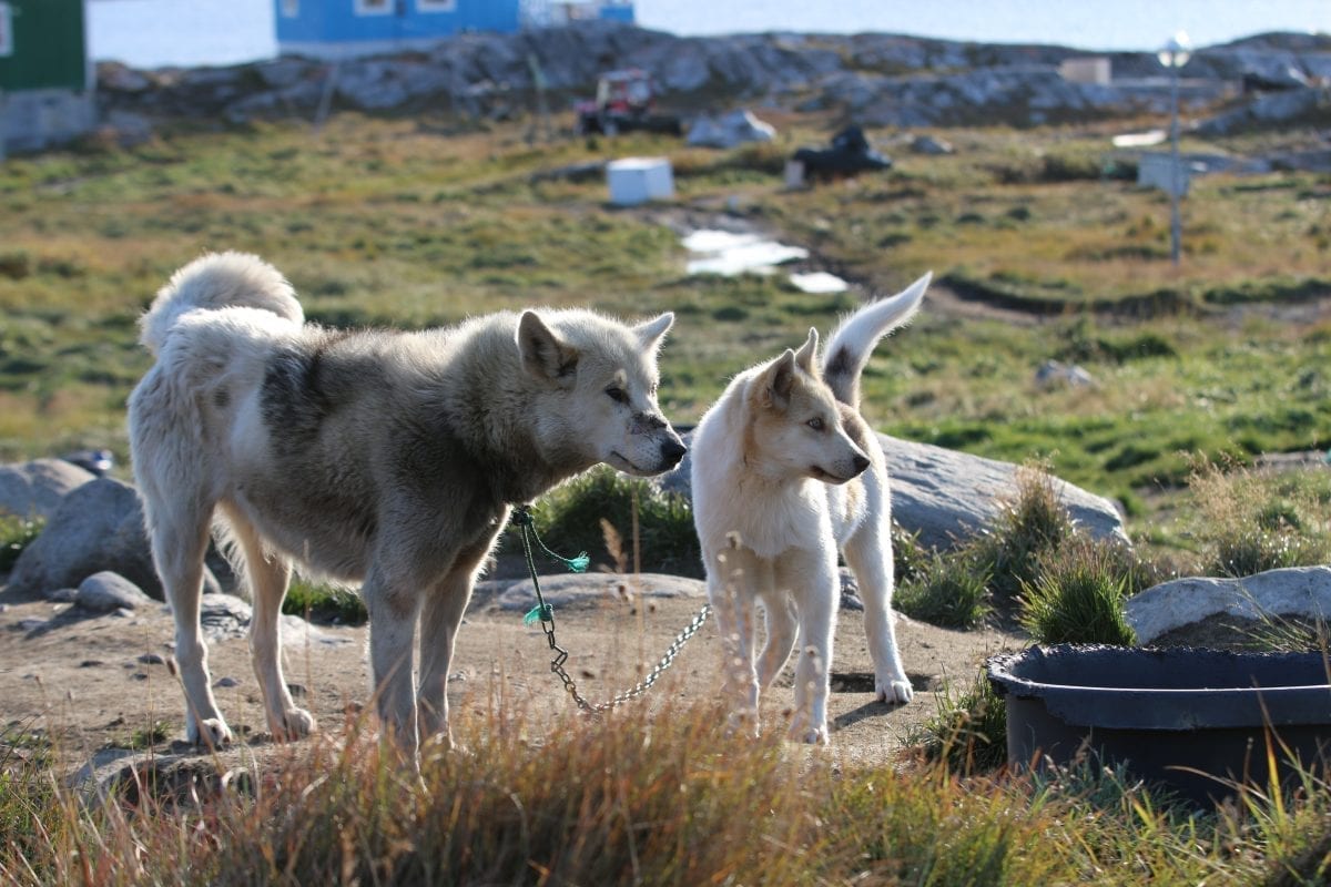 Two sled dogs enjoying the summer in Ilulissat