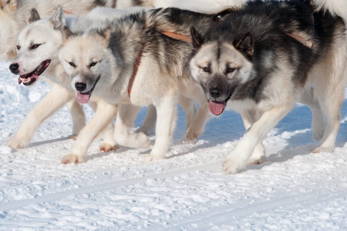 can a alaskan husky live in greenland