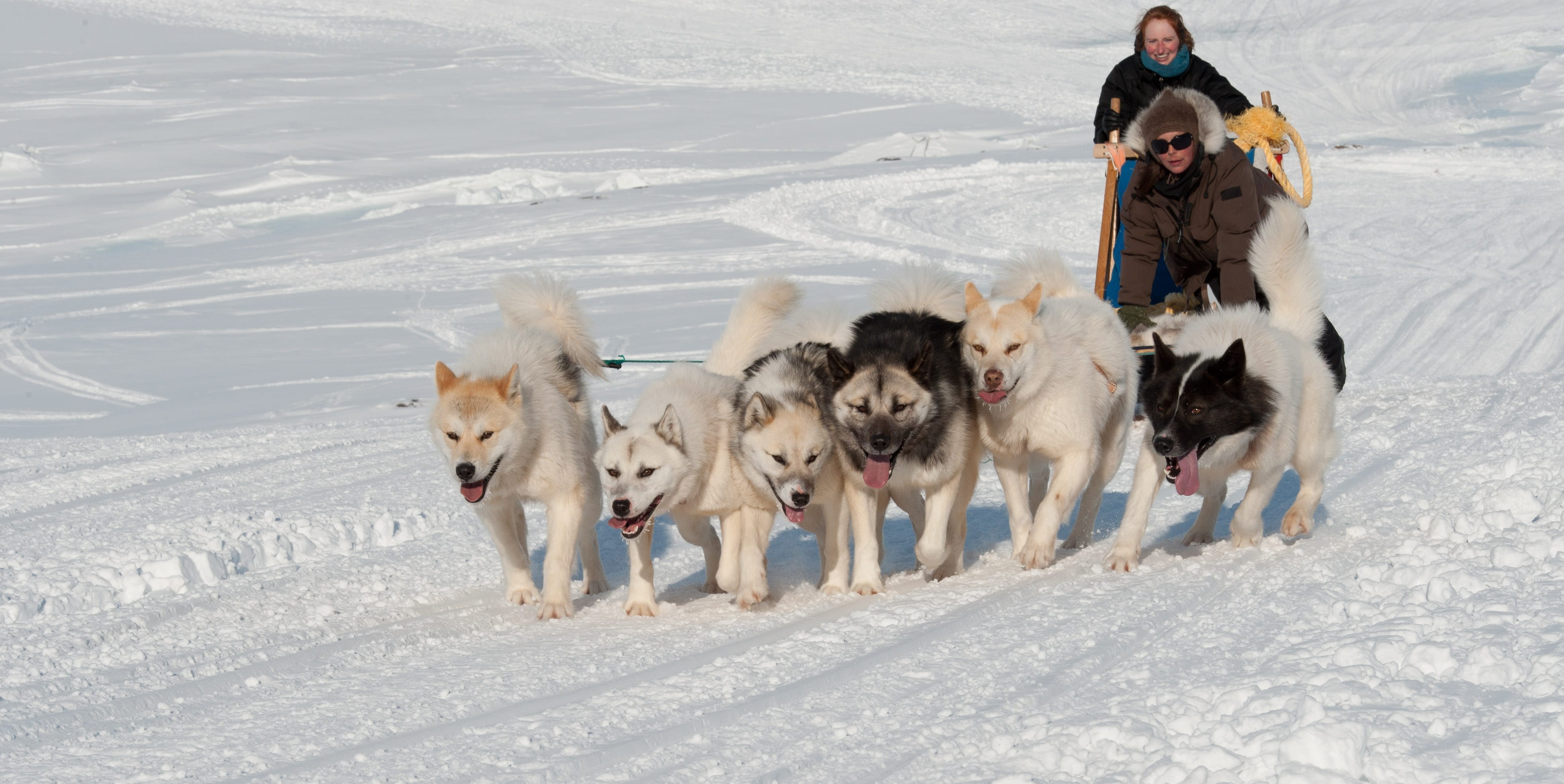 are greenland dogs good sled dogs