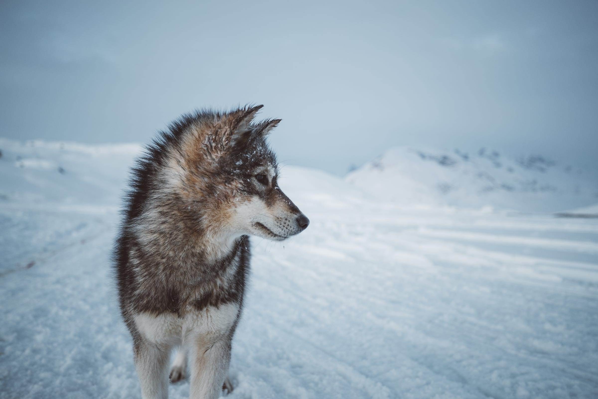 can a alaskan husky live in greenland