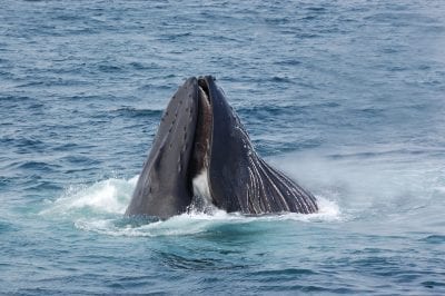 Whale breaking the waters surface near Ilimanaq in Greenland