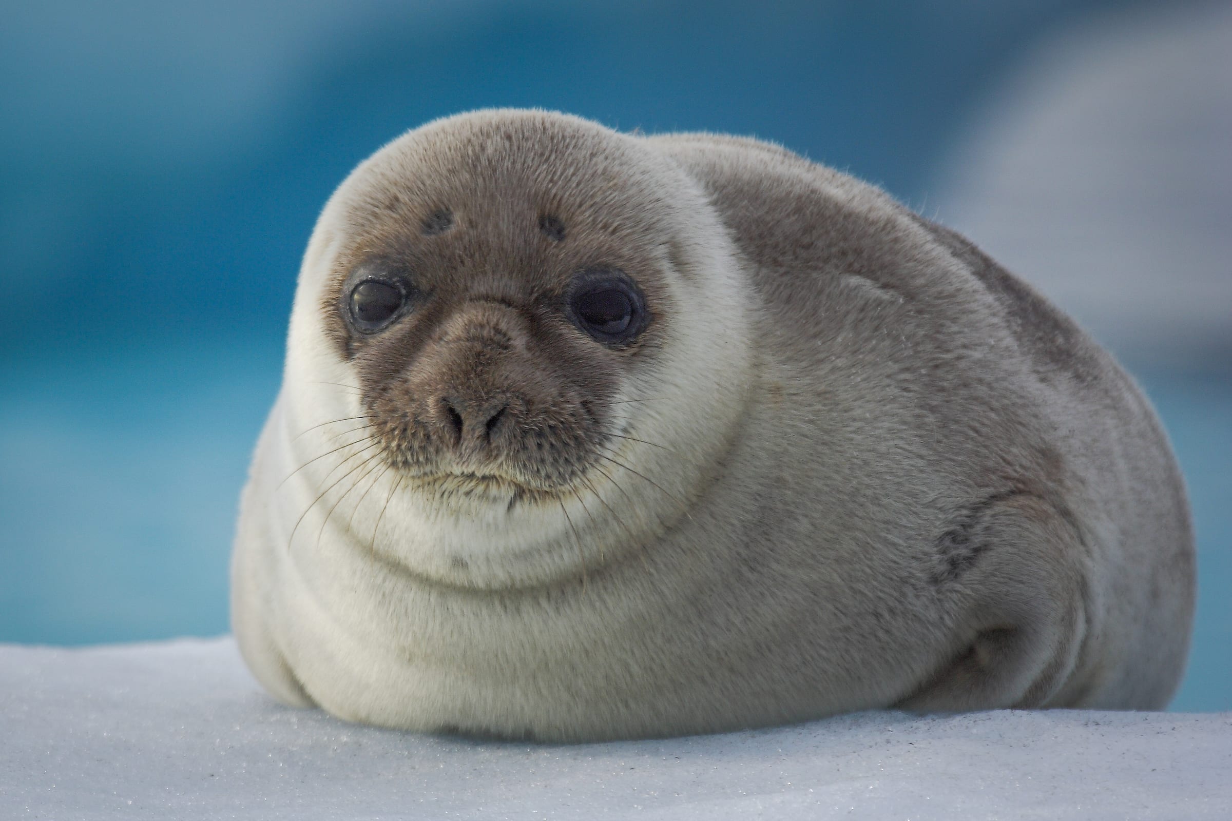 Seals Greenland Travel EN