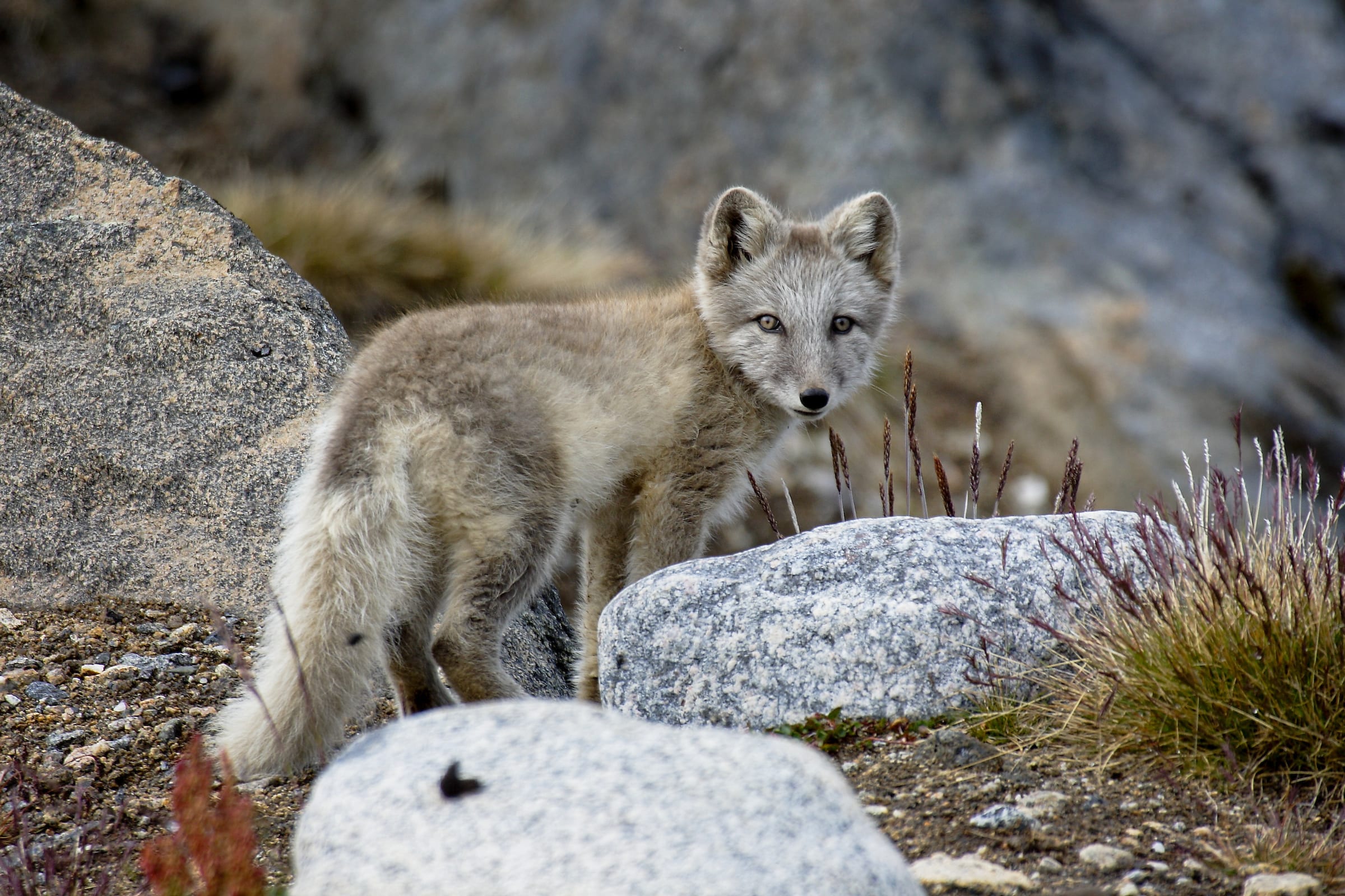 The Arctic Fox - Greenland Travel EN