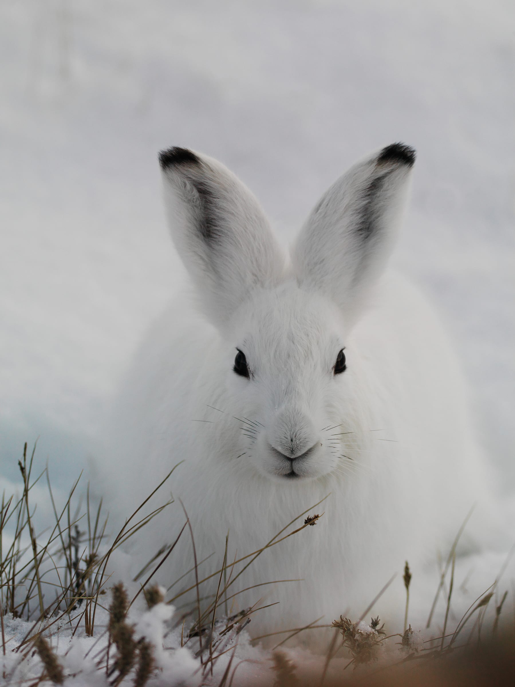 Arctic Hare Eating