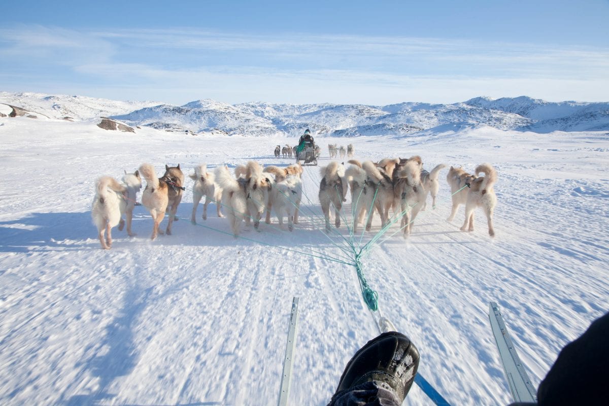 how far can sled dogs travel in a day