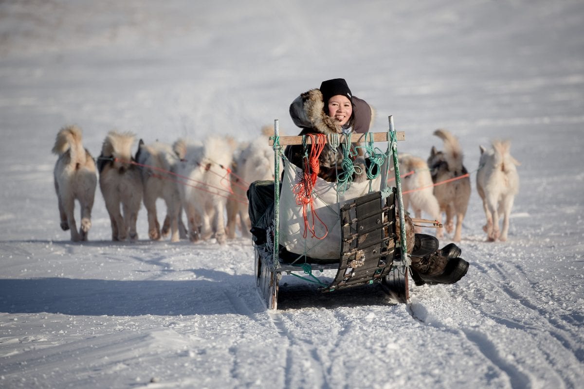 are greenland dogs good sled dogs