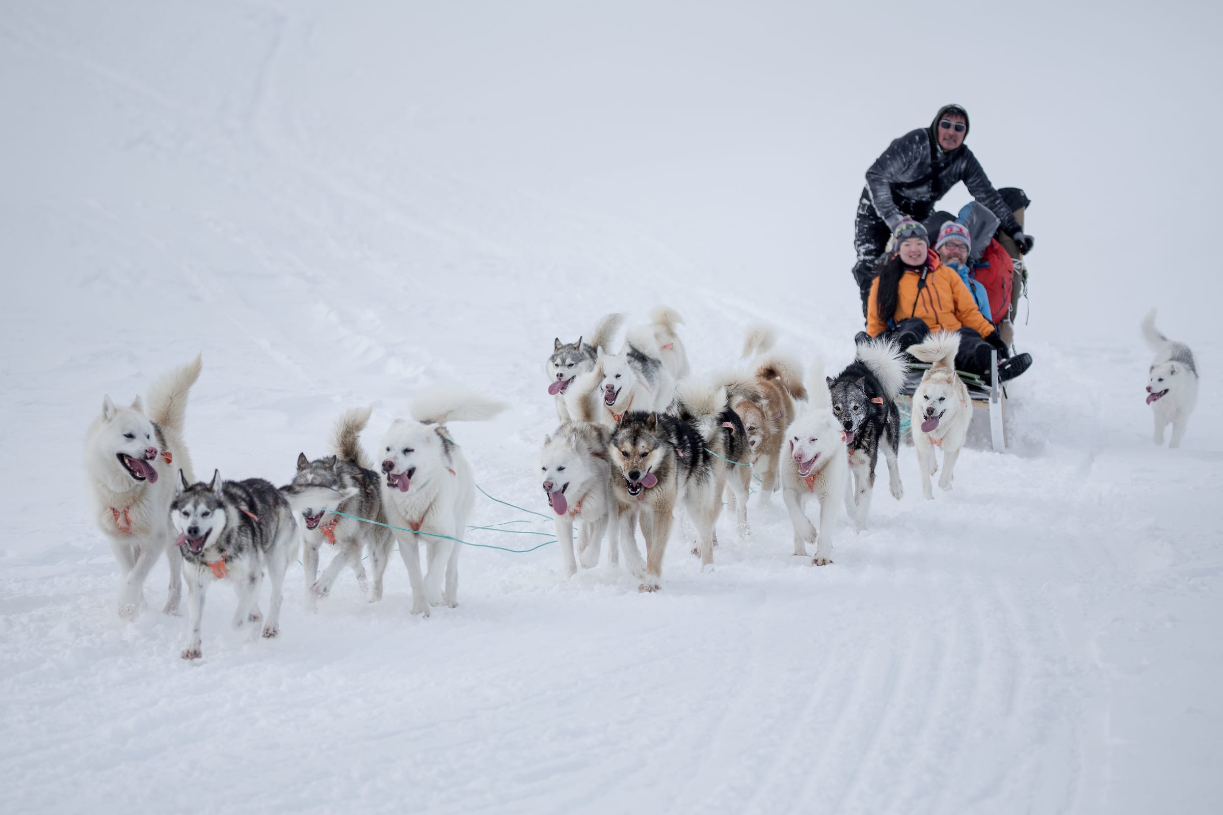 how far can sled dogs travel in a day