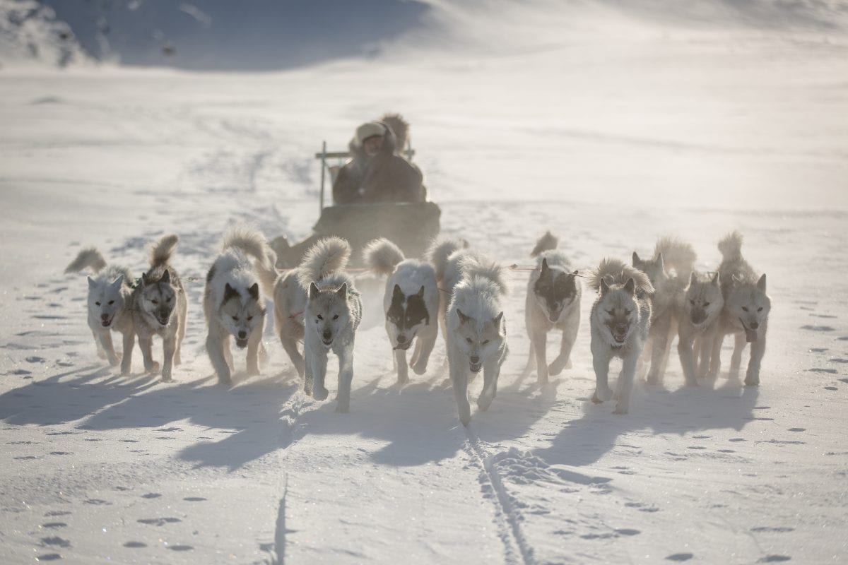 are greenland dogs good sled dogs