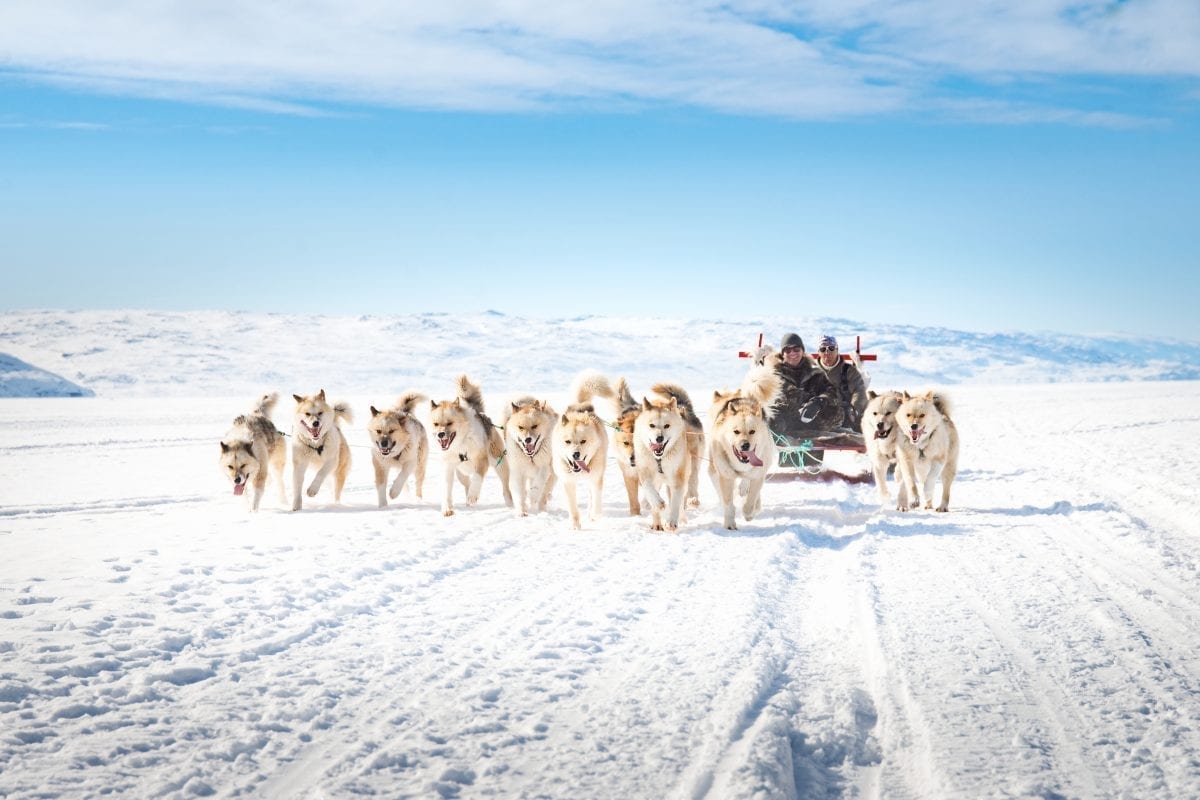 are greenland dogs good sled dogs