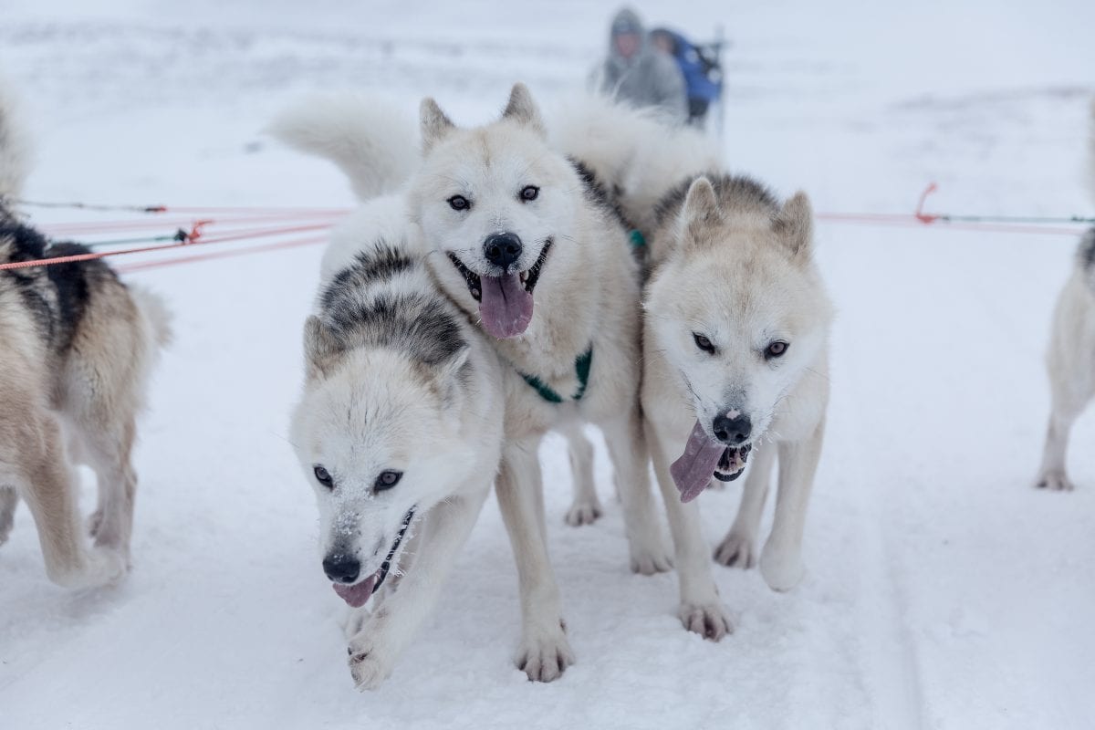 can a alaskan husky live in greenland