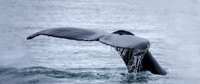 Whale in Greenland
