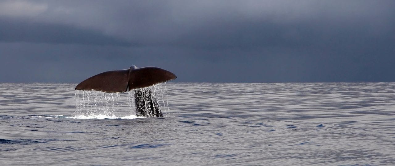 Whale diving in the waters near Greenland