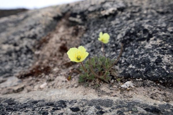 Blomster fra Eqi I Grønland - Fotograf: Grønlands Rejsebureau