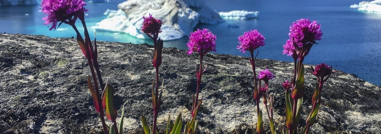 Red Alpine Catchfly In Front Of Icebergs North Of Ilulissat - Photo by Bo Normander - Visit Greenland
