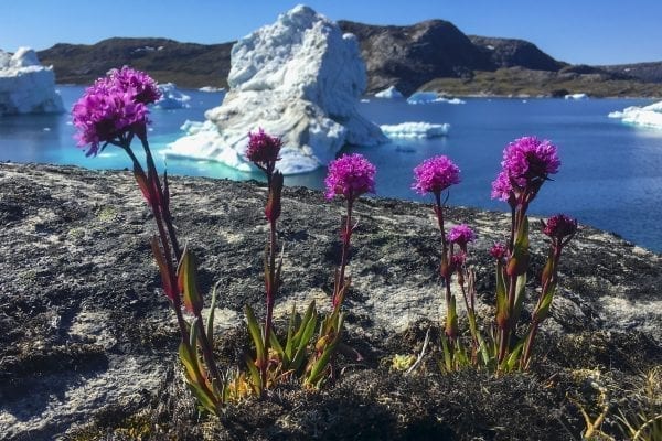 Red Alpine Catchfly In Front Of Icebergs North Of Ilulissat - Photo by Bo Normander - Visit Greenland