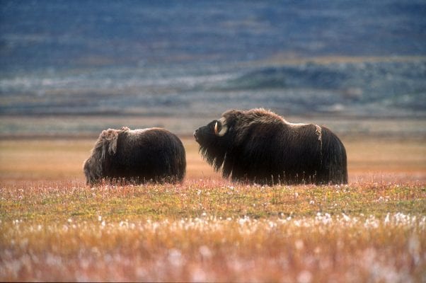 Photographer: Magnus Elander - Visit Greenland