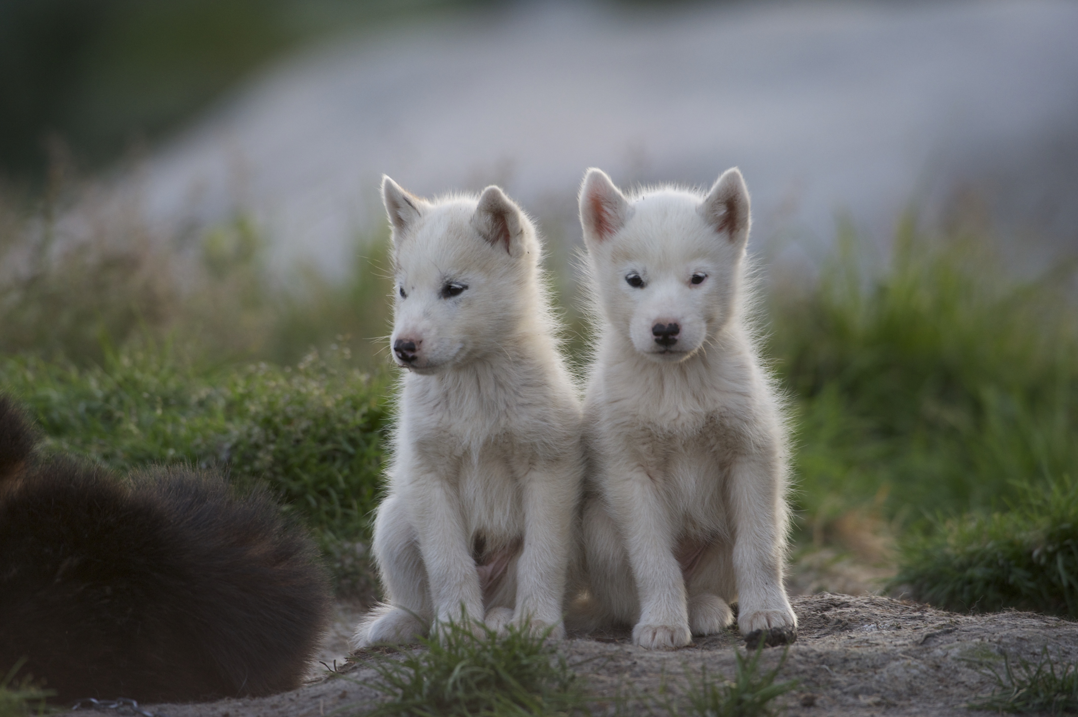 Photographer: David Buchmann - Visit Greenland